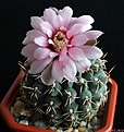 Нажмите на изображение для увеличения.

Название:	Gymnocalycium baldianum.JPG
Просмотров:	158
Размер:	171.2 Кб
ID:	342512