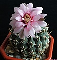 Нажмите на изображение для увеличения.

Название:	Gymnocalycium baldianum.JPG
Просмотров:	138
Размер:	171.2 Кб
ID:	342512