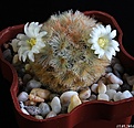 Нажмите на изображение для увеличения.

Название:	Mammillaria carmenae.JPG
Просмотров:	150
Размер:	189.6 Кб
ID:	342513