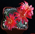 Нажмите на изображение для увеличения.

Название:	Rebutia grandiflora.JPG
Просмотров:	161
Размер:	177.6 Кб
ID:	342516