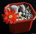Нажмите на изображение для увеличения.

Название:	Rebutia heliosa v. cajasensis.JPG
Просмотров:	151
Размер:	138.9 Кб
ID:	342517