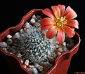 Нажмите на изображение для увеличения.

Название:	Rebutia senilis.JPG
Просмотров:	157
Размер:	182.2 Кб
ID:	342518