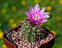 Нажмите на изображение для увеличения.

Название:	Gymnocalycium neuhuberi, P 3529.jpg
Просмотров:	459
Размер:	176.0 Кб
ID:	342525