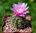 Нажмите на изображение для увеличения.

Название:	Gymnocalycium neuhuberi, P3529.jpg
Просмотров:	464
Размер:	227.6 Кб
ID:	342526