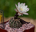 Нажмите на изображение для увеличения.

Название:	Gymnocalycium  taningaense.jpg
Просмотров:	465
Размер:	177.5 Кб
ID:	342527