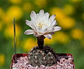 Нажмите на изображение для увеличения.

Название:	Gymnocalycium taningaense.jpg
Просмотров:	455
Размер:	157.2 Кб
ID:	342528