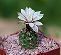 Нажмите на изображение для увеличения.

Название:	Gymnocalycium gaponii ssp.geyeri GN  96-958 33192.El Potrero,Cordoba.jpg
Просмотров:	459
Размер:	152.6 Кб
ID:	342529