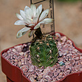 Нажмите на изображение для увеличения.

Название:	Gymnocalycium gaponii ssp.geyeri GN-96-958 33192. El Potrero,Cordoba.jpg
Просмотров:	455
Размер:	220.4 Кб
ID:	342530