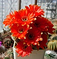 Нажмите на изображение для увеличения.

Название:	Chamaereus_ Antonella_x_Violet.jpg
Просмотров:	159
Размер:	178.0 Кб
ID:	342531