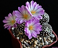 Нажмите на изображение для увеличения.

Название:	Mammillaria luethyi.JPG
Просмотров:	141
Размер:	174.7 Кб
ID:	342535