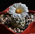 Нажмите на изображение для увеличения.

Название:	Strombocactus disciformis.JPG
Просмотров:	133
Размер:	161.9 Кб
ID:	342536