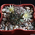 Нажмите на изображение для увеличения.

Название:	Mammillaria lewisiana.JPG
Просмотров:	139
Размер:	214.0 Кб
ID:	342537