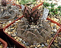 Нажмите на изображение для увеличения.

Название:	Gymnocalycium riojense sanjuanense  VG-1140.jpg
Просмотров:	491
Размер:	231.5 Кб
ID:	342540