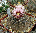 Нажмите на изображение для увеличения.

Название:	Gymnocalycium riojense sanjuanense  VG-1140...jpg
Просмотров:	494
Размер:	179.0 Кб
ID:	342541