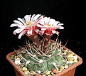 Нажмите на изображение для увеличения.

Название:	Gymnocalycium ferrari P136.jpg
Просмотров:	473
Размер:	154.3 Кб
ID:	342544