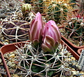 Нажмите на изображение для увеличения.

Название:	Gymnocalycium achirasense.jpg
Просмотров:	485
Размер:	196.2 Кб
ID:	342545