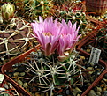 Нажмите на изображение для увеличения.

Название:	Gymnocalycium achirasense...jpg
Просмотров:	482
Размер:	204.9 Кб
ID:	342546