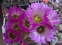 Нажмите на изображение для увеличения.

Название:	E-cer pectinatus.jpg
Просмотров:	134
Размер:	74.6 Кб
ID:	342551
