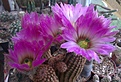 Нажмите на изображение для увеличения.

Название:	E-cer pectinatus 1.jpg
Просмотров:	127
Размер:	112.6 Кб
ID:	342552