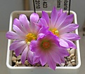 Нажмите на изображение для увеличения.

Название:	Escobaria_minima_SB423_4y.JPG
Просмотров:	128
Размер:	83.7 Кб
ID:	342555