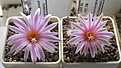 Нажмите на изображение для увеличения.

Название:	Turbinicarpus_pseudomacrochele_MZ583_7y_gr.JPG
Просмотров:	138
Размер:	98.8 Кб
ID:	342556
