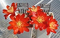 Нажмите на изображение для увеличения.

Название:	Aylostera_heliosa_solisioides_RH1024_4y.JPG
Просмотров:	133
Размер:	125.1 Кб
ID:	342558