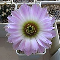 Нажмите на изображение для увеличения.

Название:	Echinocereus_reichenbachii_SB941_4y.JPG
Просмотров:	111
Размер:	126.4 Кб
ID:	342559