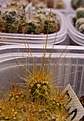 Нажмите на изображение для увеличения.

Название:	HELIANTHOCEREUS_spec_VG-240a.jpg
Просмотров:	268
Размер:	181.6 Кб
ID:	342571