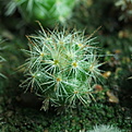 Нажмите на изображение для увеличения.

Название:	0108_Mammillaria_prolifera_ssp._texana.JPG
Просмотров:	614
Размер:	190.2 Кб
ID:	342576