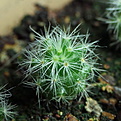 Нажмите на изображение для увеличения.

Название:	0112_Mammillaria_prolifera_SB1577.JPG
Просмотров:	592
Размер:	192.2 Кб
ID:	342577