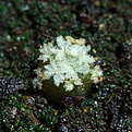 Нажмите на изображение для увеличения.

Название:	0116_Mammillaria_schumannii_v.globosa.JPG
Просмотров:	529
Размер:	189.5 Кб
ID:	342578