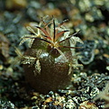 Нажмите на изображение для увеличения.

Название:	0124_Turbinicarpus_polaskii.JPG
Просмотров:	509
Размер:	181.9 Кб
ID:	342579
