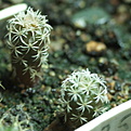 Нажмите на изображение для увеличения.

Название:	0125_Turbinicarpus_pseudomacrochele.JPG
Просмотров:	522
Размер:	165.5 Кб
ID:	342580