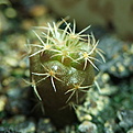 Нажмите на изображение для увеличения.

Название:	0127_Turbinicarpus_swobodae.JPG
Просмотров:	494
Размер:	161.7 Кб
ID:	342581