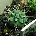 Нажмите на изображение для увеличения.

Название:	0128_Gymnocalycium_baldianum.JPG
Просмотров:	500
Размер:	217.9 Кб
ID:	342582