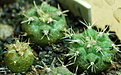 Нажмите на изображение для увеличения.

Название:	0129_Gymnocalycium_ferrarii.JPG
Просмотров:	470
Размер:	138.4 Кб
ID:	342583