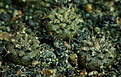 Нажмите на изображение для увеличения.

Название:	0132_Gymnocalycium_platygonum.JPG
Просмотров:	477
Размер:	179.5 Кб
ID:	342585