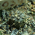 Нажмите на изображение для увеличения.

Название:	0134_Gymnocalycium_spegazziniiv.major.JPG
Просмотров:	488
Размер:	207.3 Кб
ID:	342586