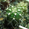 Нажмите на изображение для увеличения.

Название:	0137.2_Lobivia_arachnacantha.JPG
Просмотров:	479
Размер:	189.9 Кб
ID:	342588