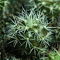 Нажмите на изображение для увеличения.

Название:	0143_Sulcorebutia_swobodae.JPG
Просмотров:	465
Размер:	192.6 Кб
ID:	342592