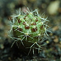 Нажмите на изображение для увеличения.

Название:	0149_Rebutia_mudanensis.JPG
Просмотров:	447
Размер:	167.2 Кб
ID:	342598