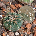 Нажмите на изображение для увеличения.

Название:	Gymnocalycium_ferrarii_IMG_9362.JPG
Просмотров:	493
Размер:	211.5 Кб
ID:	342605