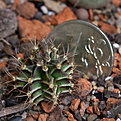 Нажмите на изображение для увеличения.

Название:	Gymnocalycium_friedrichii_IMG_9359.JPG
Просмотров:	604
Размер:	182.1 Кб
ID:	342606