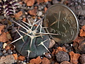 Нажмите на изображение для увеличения.

Название:	Gymnocalycium_spegazzinii_var_major_IMG_9358.JPG
Просмотров:	459
Размер:	160.7 Кб
ID:	342607