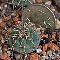 Нажмите на изображение для увеличения.

Название:	Gymnocalycium_vatteri_IMG_9361.JPG
Просмотров:	423
Размер:	193.3 Кб
ID:	342608