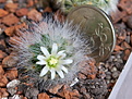 Нажмите на изображение для увеличения.

Название:	Mammillaria_albicoma_SB271_IMG_9352.JPG
Просмотров:	479
Размер:	169.7 Кб
ID:	342614