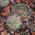 Нажмите на изображение для увеличения.

Название:	Mammillaria_fraileana_IMG_9356.JPG
Просмотров:	438
Размер:	195.3 Кб
ID:	342616