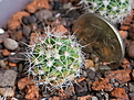 Нажмите на изображение для увеличения.

Название:	Mammillaria_karwinskiana_ssp_nejapensis_Z201_IMG_9357.JPG
Просмотров:	422
Размер:	165.5 Кб
ID:	342617