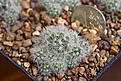Нажмите на изображение для увеличения.

Название:	Mammillaria_prolifera_SB1577_IMG_9363.JPG
Просмотров:	440
Размер:	164.9 Кб
ID:	342618