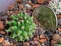 Нажмите на изображение для увеличения.

Название:	Mammillaria_sartorii_IMG_9355.JPG
Просмотров:	503
Размер:	156.9 Кб
ID:	342619
